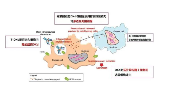 德喜曲妥珠单抗治疗HER2阳性乳腺癌中位PFS19.4个月(图3)